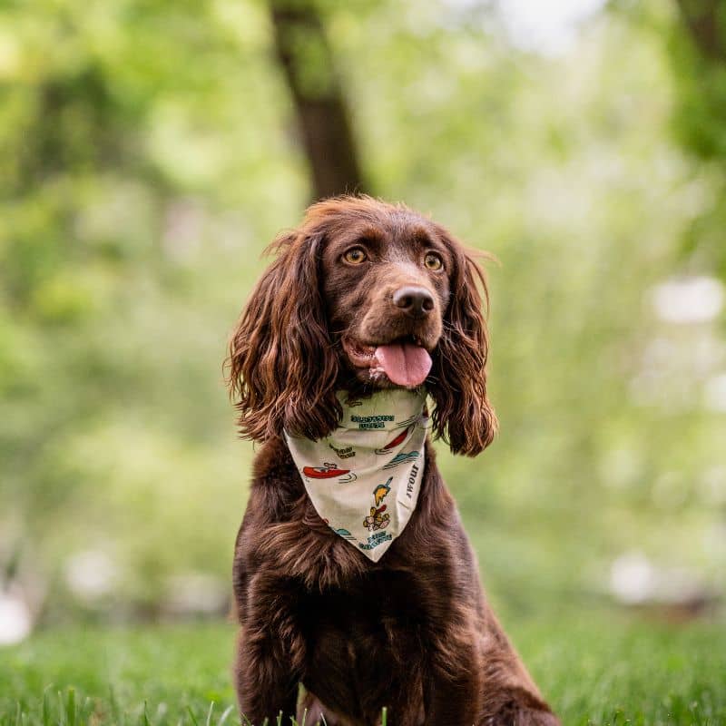 Bandana per cani - Memoria di Annecy