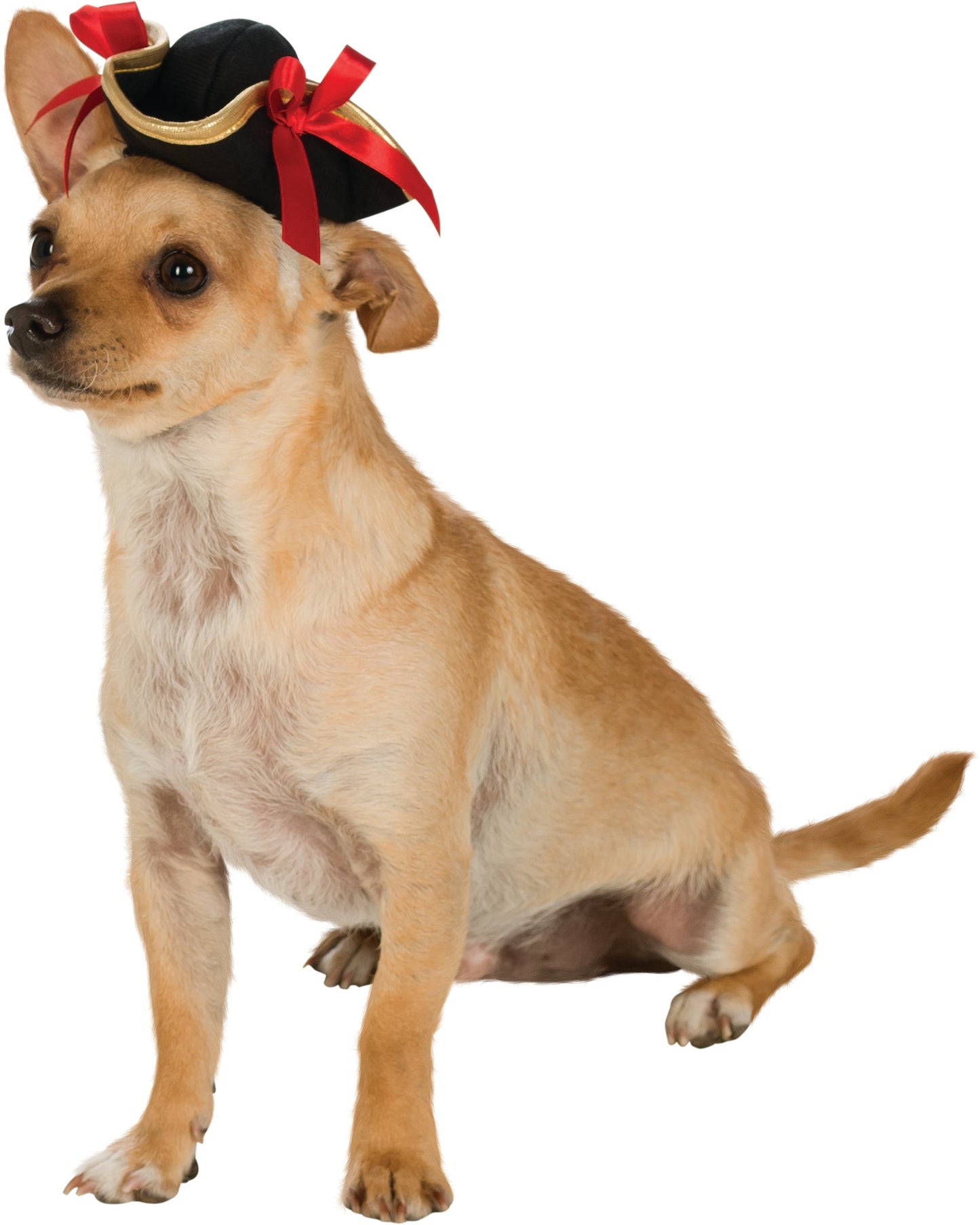 Pirate Girl Pet Hat - Pet Shop