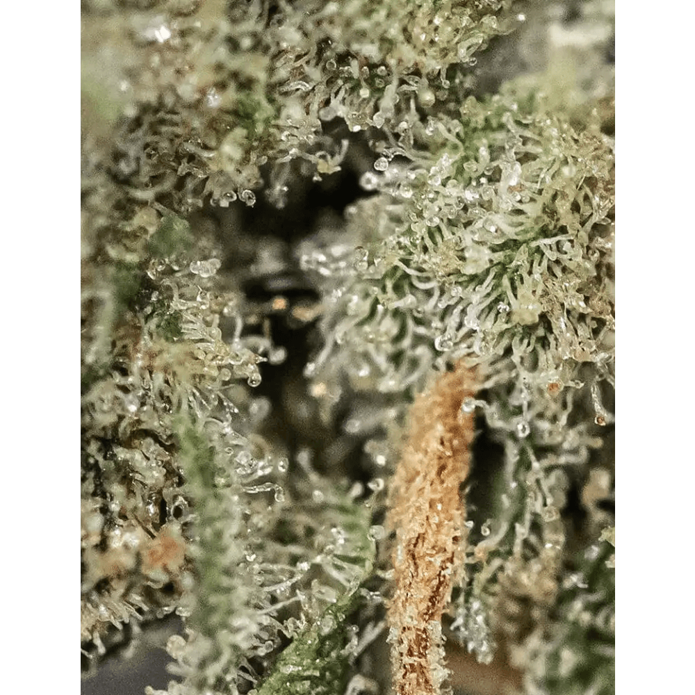 White Russian CBD｜Pot - Passeport Cases