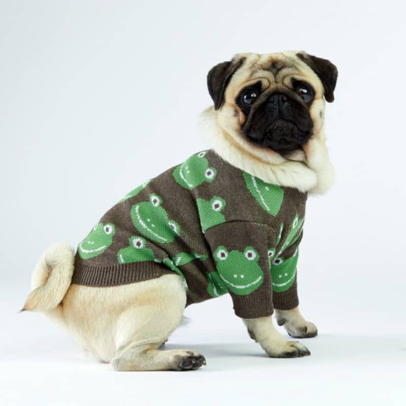 Maglione per cani - rana 🐸