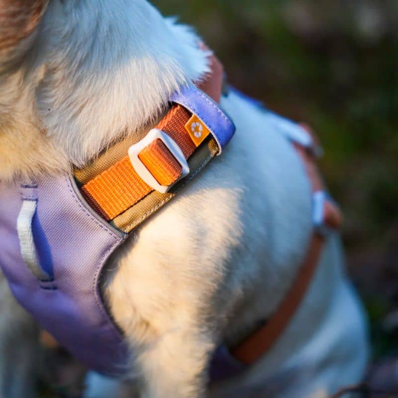 Dog eco -responsible harness - Alpha 360 Mauve Lavender Mix with aluminum fixation and reflective strips