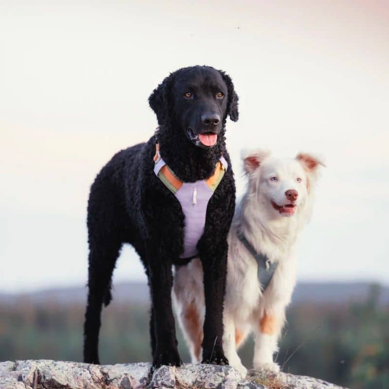 Dog eco -responsible harness - Alpha 360 Mauve Lavender Mix with aluminum fixation and reflective strips