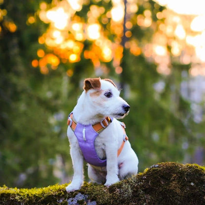 Dog eco -responsible harness - Alpha 360 Mauve Lavender Mix with aluminum fixation and reflective strips