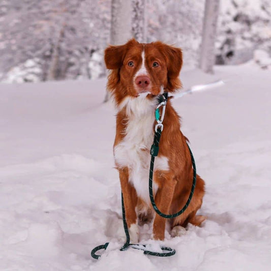 Laisse en Corde Écologique pour Chien Vert Foncé - Woolly Wolf