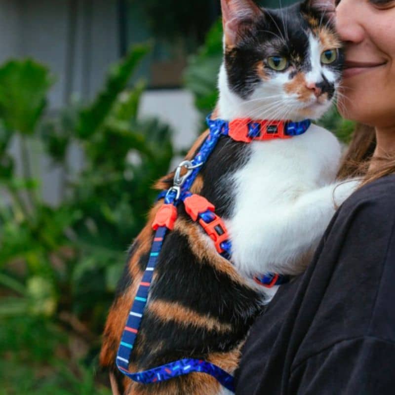 Harnes och Leash justerbar för katter - Atlanta -samling förvirrad av Zee.Cat