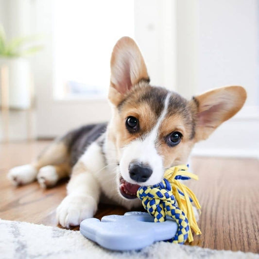 Giocattolo da masticare resistente per cani e cuccioli - Elliot l'elefante con corda per giochi e igiene dentale